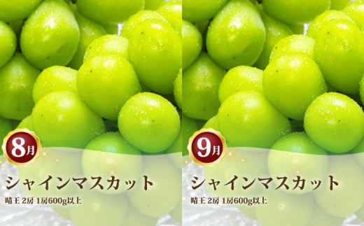 岡山県産 シャインマスカット 晴王 2房（1房600g以上） 2回定期便【2026年8月下旬～9月下旬まで順次発送予定】【シャインマスカット 果物 フルーツ 国産 人気 おすすめ 岡山県 倉敷市】