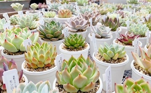 多肉植物の詰め合わせ 8～10株セット
