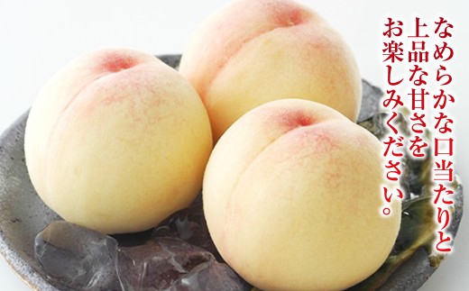 白桃 8玉（合計約2.0kg）果物 デザート スイーツ フルーツ 果肉 美味しい 甘い 柔らかい 上品【2026年7月上旬～7月下旬迄順次発送予定】