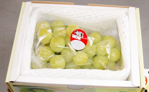 【加温栽培】岡山県産桃太郎ぶどう2房入り（1房480ｇ以上）【2026年7月上旬～8月下旬 発送予定】【ぶどう 葡萄 人気フルーツ 岡山フルーツ おすすめフルーツ 岡山県 倉敷市 おすすめ 人気】