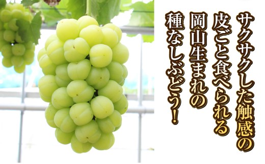 桃太郎ぶどう 1房（約500g）果物 ぶどう フルーツ スッキリ 種なし 大粒 人気 皮ごと 美味しい【2026年9月上旬～9月下旬発送予定】