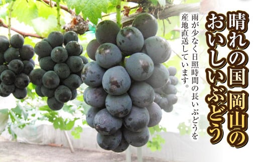 ご家庭用 旬のぶどう 2種（合計2kg以上）