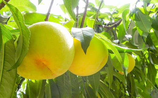 倉敷の白桃 7～8玉 約2kg 浅原選果場から直送でお届け【2025年7月上旬-8月下旬 発送予定】