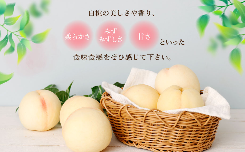【訳あり】岡山白桃（家庭用）1.2kg以上 サイズ不揃い【2026年7月上旬～9月上旬まで順次発送予定】 もも 桃 モモ 4～7玉 フルーツ 果物 岡山県 倉敷市