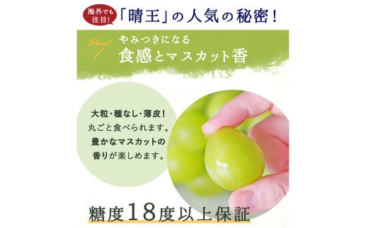 シャインマスカット【晴王】　800g前後 1房（化粧箱入り）【2025年7月下旬-12月下旬 発送予定】