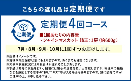 シャインマスカット 晴王 1房 約600g 4回 定期便