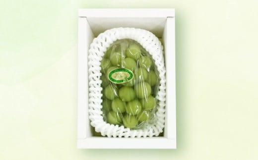 シャインマスカット 1房（約500g）果物 ぶどう フルーツ デザート スイーツ 高糖度 甘い 種なし 大粒 人気 皮ごと【2026年8月下旬～9月下旬発送予定】