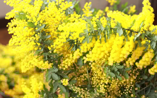 フレッシュ ミモザのリース【ハンドメイド ミモザリース リース ドライフラワー ミモザ お花 花 岡山県 倉敷市 おすすめ 人気】【2026年2月下旬-3月下旬 発送予定】