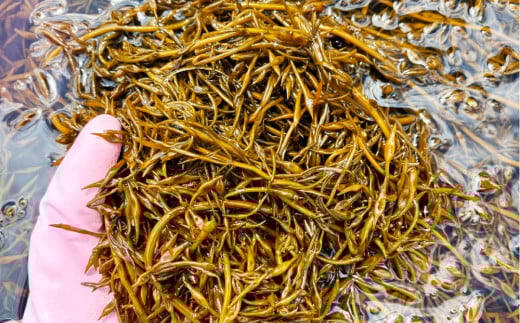 乾燥ひじき（23g×3袋）【ひじき 乾燥 天日干し 健康 美容 岡山県 倉敷市 おすすめ 人気】