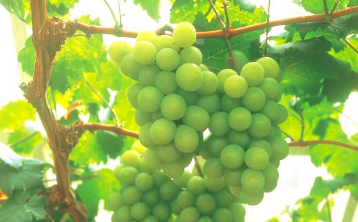 【先行予約】シャインマスカット 晴王 2房 1.0kg以上 【2025年9月上旬-12月下旬 発送予定】【シャインマスカット シャイン マスカット 人気フルーツ 岡山フルーツ おすすめフルーツ 岡山県 倉敷市】