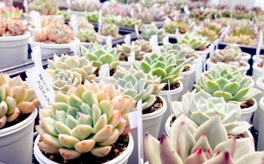 多肉植物の詰め合わせ 3～4株セット