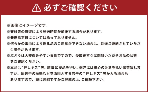 岡山県産紫苑 2房 約1.2kg【2026年11月上旬～11月下旬まで発送予定】【葡萄 ぶどう ブドウ フルーツ 果物 岡山県 倉敷市 おすすめ 人気】