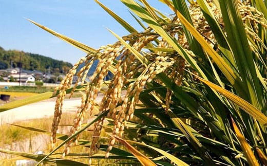 無洗米 岡山県産 こしひかり 10kg（5kg×2袋）【お米 米 おこめ こめ コメ 白米 コシヒカリ 特産品 国産 岡山県 倉敷市 人気 おすすめ】