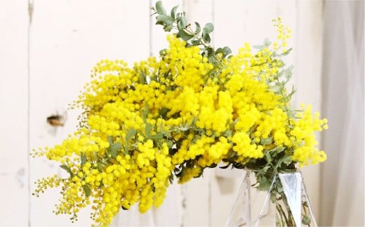春限定！ミモザとユーカリの花束/フレッシュ
