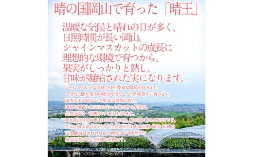 晴王 シャインマスカット晴王 1房 約700g