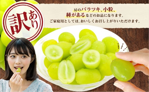 ご家庭用 シャインマスカット 1～3房（約1.6kg以上）