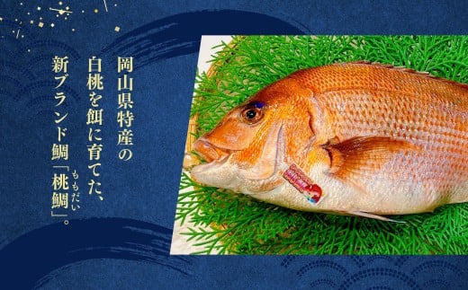 岡山ブランド魚 桃鯛 鯛めしと桃鯛漬け丼セット