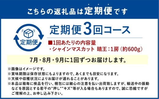 シャインマスカット 晴王 1房 約600g 3回 定期便