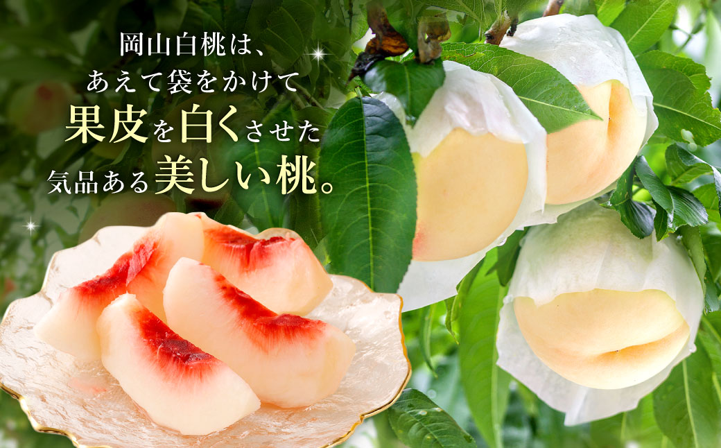 【訳あり】岡山白桃（家庭用）1.2kg以上 サイズ不揃い【2026年7月上旬～9月上旬まで順次発送予定】 もも 桃 モモ 4～7玉 フルーツ 果物 岡山県 倉敷市