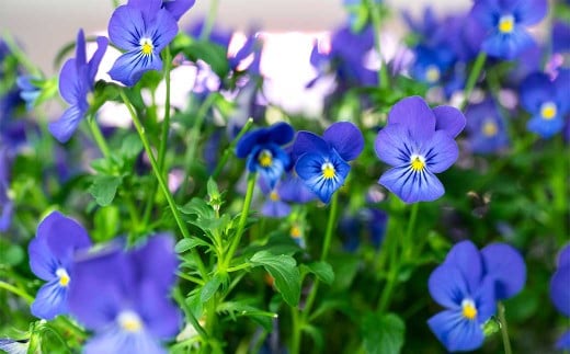 エディブルフラワービオラMIX（20輪入り）2種4パックセット【食べられるお花 栽培期間中 農薬不使用】