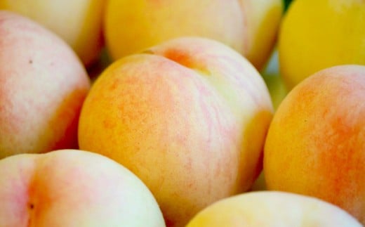 もっとも旬な桃をお届け 岡山の桃 3.6キロ