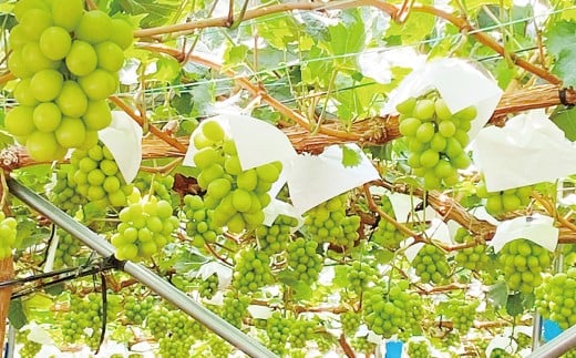 シャインマスカット 晴王 1房 約700g