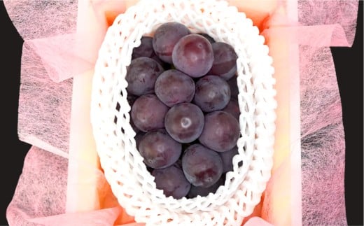 NEWS PAPER BAG（INDIGO）＋家庭用ピオーネ2房（1房約530g以上）