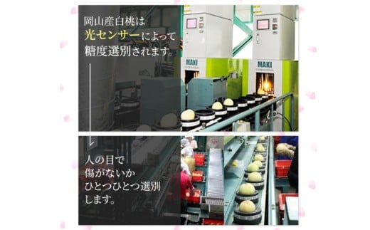 岡山白桃 ロイヤル 5～7玉入り（合計約1.5kg）【2026年7月上旬～8月下旬 発送予定】【もも 桃 白桃 果物 フルーツ 国産 人気 おすすめ 岡山県 倉敷市】