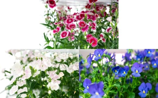 押し花MIX（20輪入り）3パックセット【食べられるお花 栽培期間中 農薬不使用】