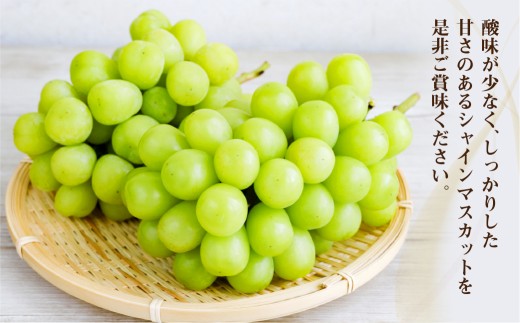 ご家庭用 シャインマスカット 1～3房（約1.6kg以上）