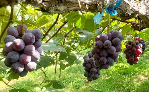 ぶどうの宝石箱（シャインマスカットとニューピオーネ又はオーロラブラック）36粒