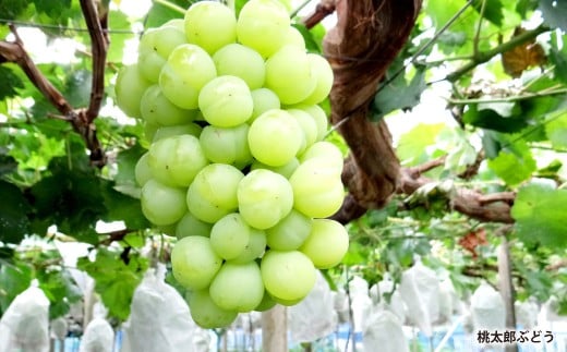 岡山県産桃太郎ぶどう1房・クイーンニーナ1房