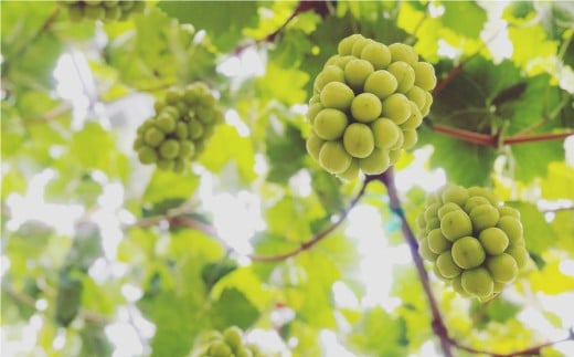 岡山県産 シャインマスカット 家庭用 約10kg