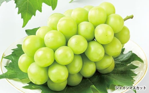 岡山県産シャインマスカット1房・桃太郎ぶどう1房