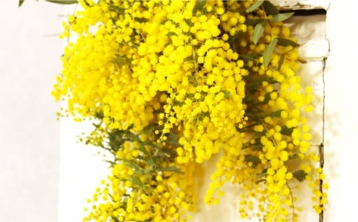 ミモザとユーカリのスワッグ