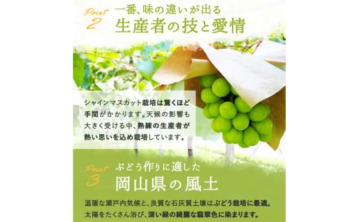 シャインマスカット【晴王】　800g前後 1房（化粧箱入り）【2025年7月下旬-12月下旬 発送予定】