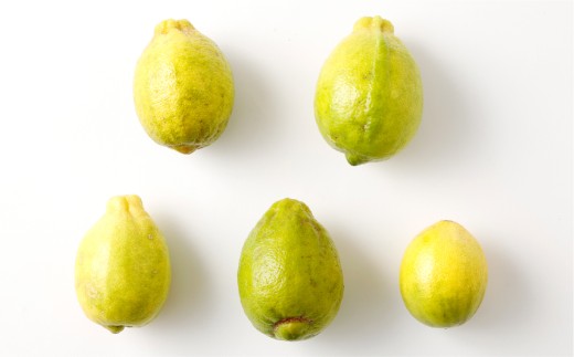 【訳あり】晴れの国レモン