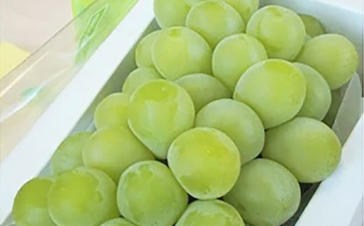 【加温栽培】岡山県産マスカット・オブ・アレキサンドリア1房入り（1房750ｇ以上）【2026年7月上旬～8月下旬 発送予定】【シャインマスカット シャイン マスカット 人気フルーツ 岡山フルーツ おすすめフルーツ 岡山県 倉敷市】