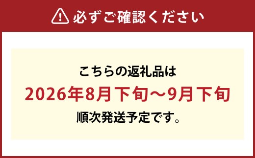 シャインマスカット 1房（約500g）果物 ぶどう フルーツ デザート スイーツ 高糖度 甘い 種なし 大粒 人気 皮ごと【2026年8月下旬～9月下旬発送予定】