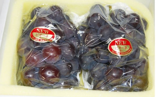 【ハウス栽培】ニュー ピオーネ 3房入り （1房 580g以上） 【2026年7月上旬～8月下旬 発送予定】【葡萄 ぶどう ニューピオーネ 果物 フルーツ 国産 人気 おすすめ 岡山県 倉敷市】