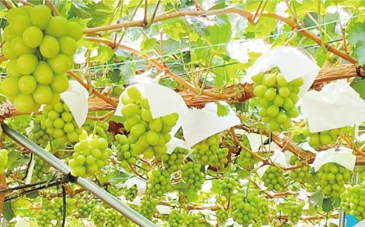 シャインマスカット 晴王 1房 約600g 3回 定期便