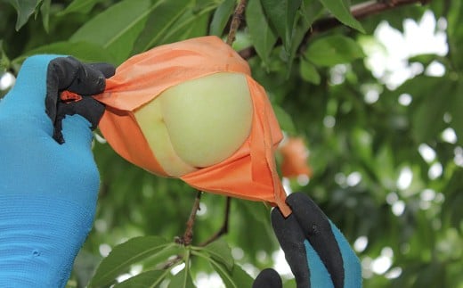 井頭栄果園 白桃 約1.3kg