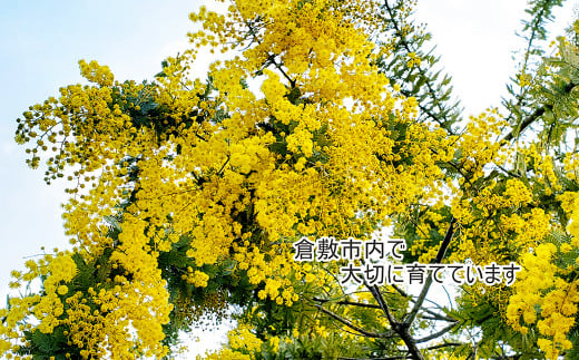 フレッシュ ミモザとユーカリのハーフムーンリース M【ハンドメイド ミモザリース リース ドライフラワー ミモザ お花 花 岡山県 倉敷市 おすすめ 人気】【2026年2月下旬-3月下旬 発送予定】