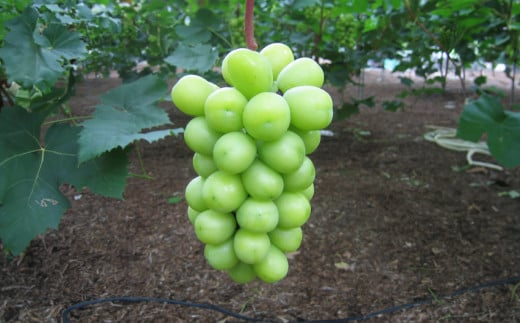 【先行予約】シャインマスカット 晴王 1房 800g以上 【2025年9月上旬-12月下旬 発送予定】【シャインマスカット シャイン マスカット 人気フルーツ 岡山フルーツ おすすめフルーツ 岡山県 倉敷市】