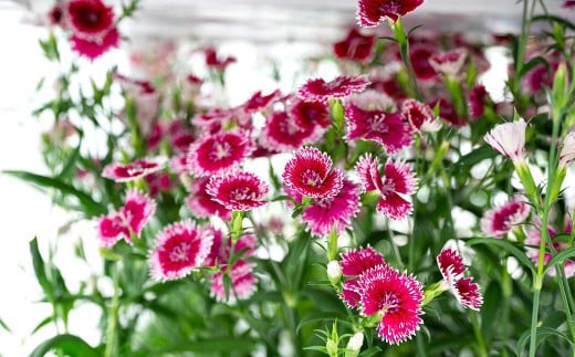 エディブルフラワーナデシコMIX（20輪入り）2種4パックセット【食べられるお花 栽培期間中 農薬不使用】