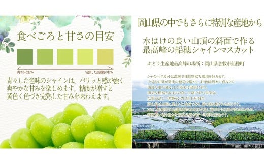 プレミアムシャインマスカット晴王 船穂Ver 赤秀ぶどう1房 約700g