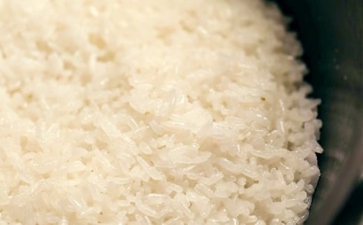 【令和7年産】岡山倉敷市産 特別栽培米 きぬむすめ 10kg【お米 米 きぬむすめ 国産 岡山県 倉敷市 人気 おすすめ】