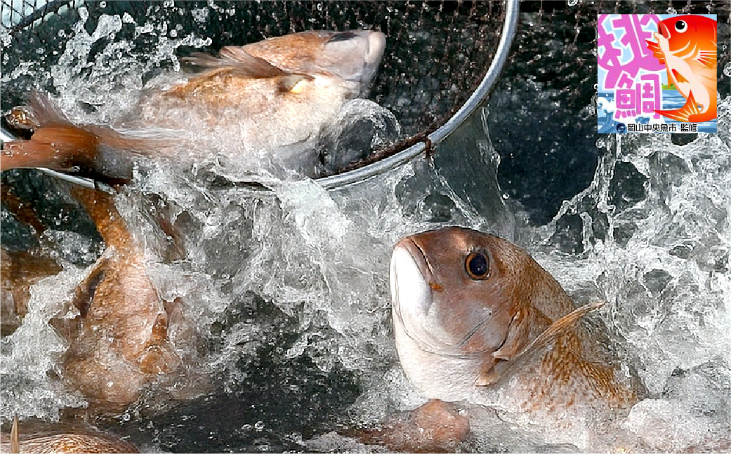 岡山ブランド魚 桃鯛 桃鯛の丸ごと1尾食べ比べセット 桃鯛約2kgセット（炙り 背腹部（片身分）×1セット 鍋しゃぶ用切り身 背腹部（片身分）×1セット 1尾分桃鯛あら（尾頭付）×1 桃鯛から作った鯛スープ約800g×2袋） 久米南産特製ポン酢180g付 食べ方リーフ付 冷凍 岡山県倉敷市