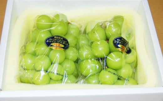 ご家庭用 シャインマスカット晴王（優品） 3房入り（1房 530g以上） 無加温栽培　【2026年9月上旬～10月下旬 発送予定】シャインマスカット マスカット フルーツ 岡山フルーツ おすすめフルーツ