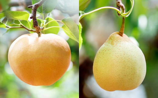 あたご梨・鴨梨（ヤーリー）詰合せ 合計約4kg